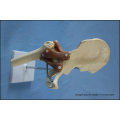 Deluxe Functional Hip Joint Trainging Model